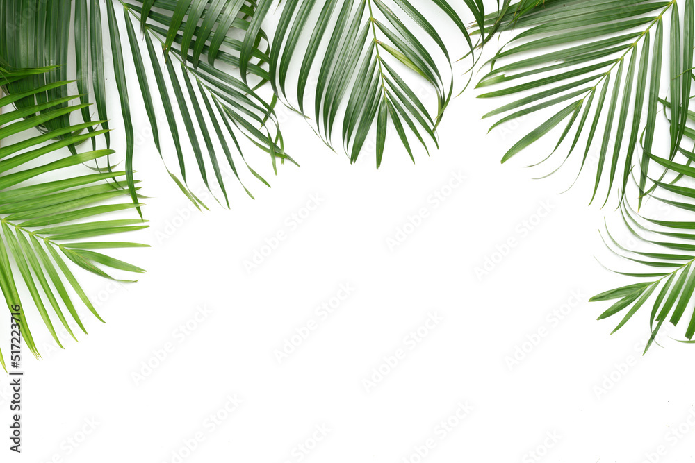 Tropical green palm leaves plant frame isolated on space white nature background foliage pattern.jungle forest summer concept.