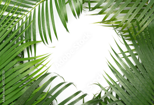 Fototapeta Naklejka Na Ścianę i Meble -  Tropical green palm leaves