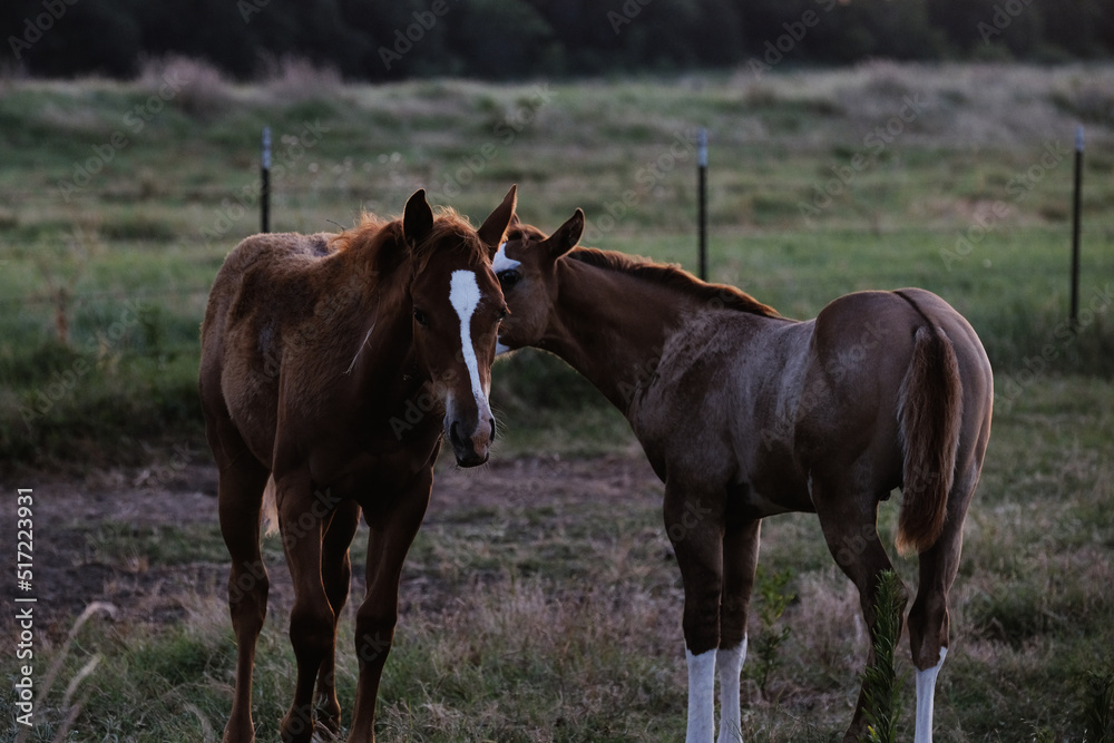Texas ranch shows foal horses in field during summer closeup. Texas ranch shows foal horses in field during summer closeup.