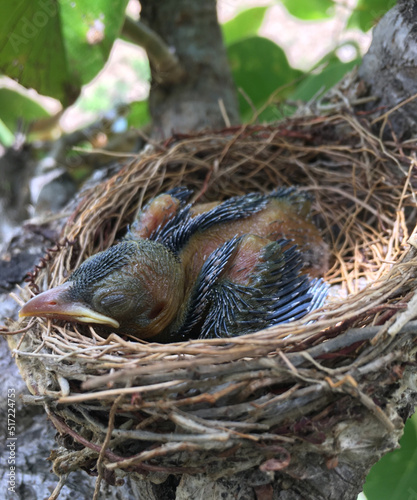 New born baby berd wild animals photo