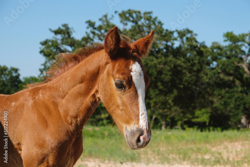 Foal quarter horse face closeup in Texas ranch field during summer.