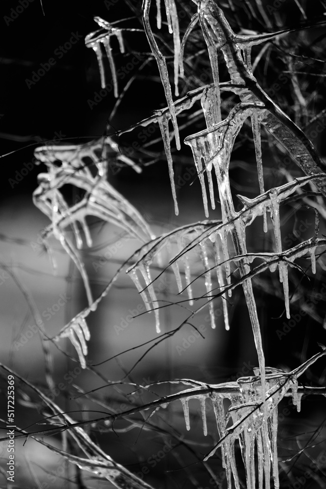 Icicles on branch during Texas winter in black and white.
