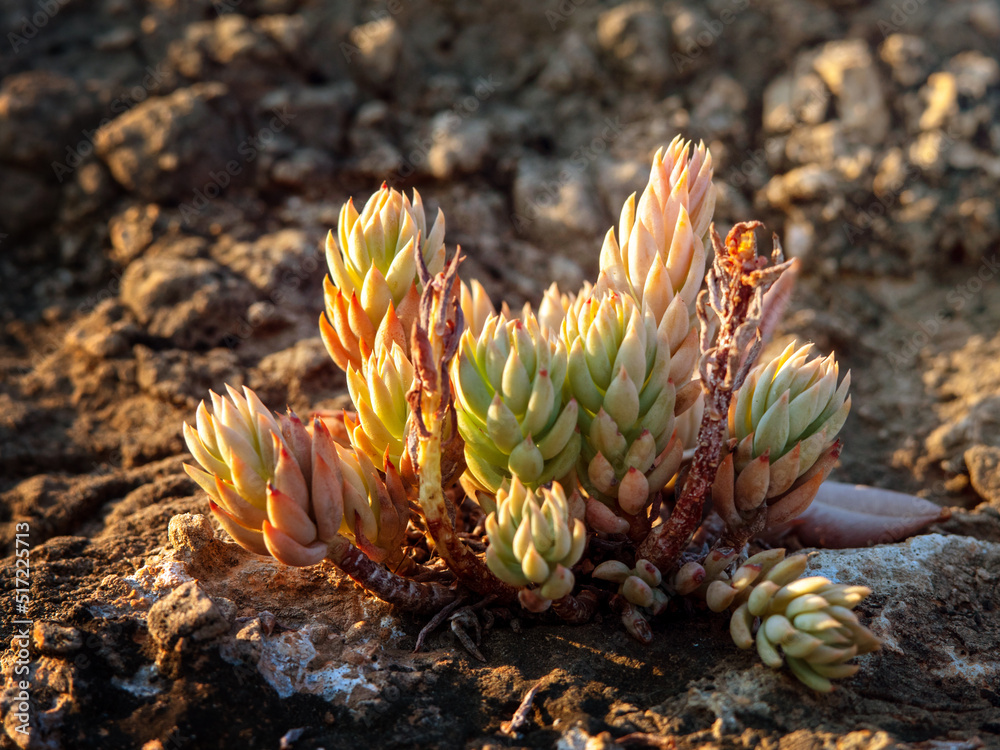 macro photo of a succulent plant on a stone in the sunset rays macro photo of a succulent plant on a stone in the sunset rays