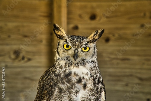 Closeup shot of a Virginian eagle owl looking straight ahead with bright yellow eyes photo