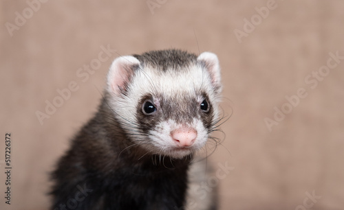 The cute funny ferret portrait © Irina
