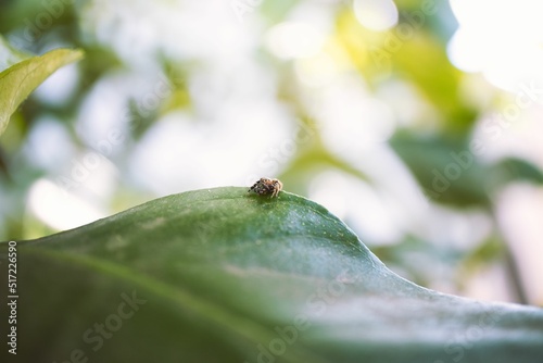 Closeup of a jumping spider (portia) perched on a green leaf of a plant photo