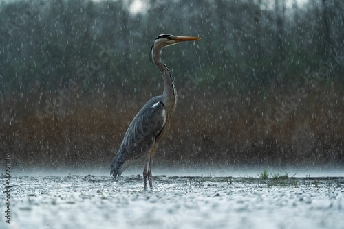 Print op canvas Lonely great egret outdoors on a rainy weather