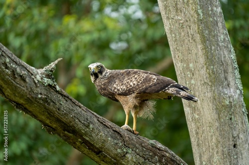 Crested serpent eagle (Spilornis cheela) perched on a branch photo