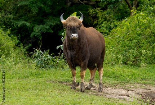 Gaur or Indian bison in a field photo