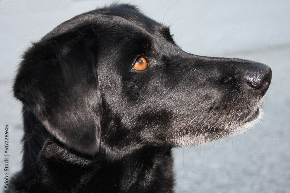 Hund / Dog / Canis Hund / Dog / Canis