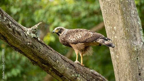 Crested serpent eagle (Spilornis cheela) with a caught snake on a tree branch photo