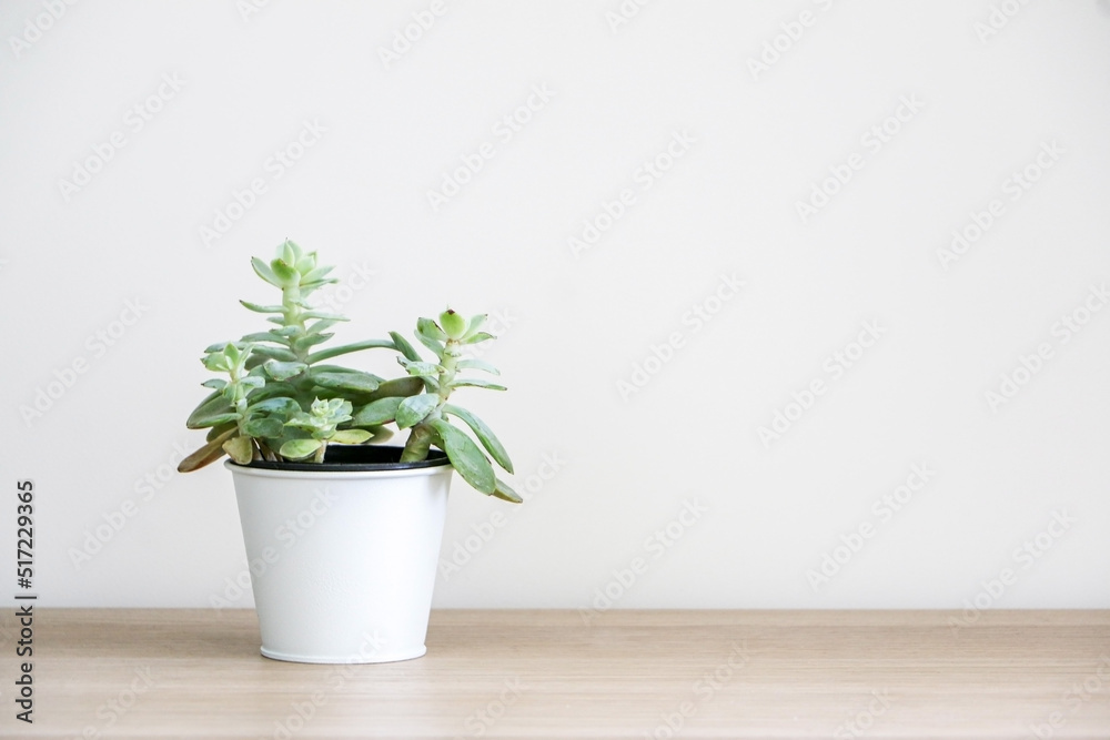 Healthy green Sedum cockerellii succulent house plant (also known as Cockerell’s stonecrop) in a white pot on left side of wooden surface against white wall