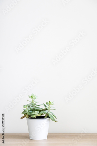 Vertical shot of healthy green Sedum cockerellii succulent house plant (also known as Cockerell’s stonecrop) in a white pot on left side of wooden desk against white wall, decorating interior