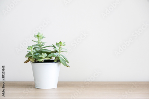 Healthy green Sedum cockerellii succulent house plant (also known as Cockerell’s stonecrop) in a white pot on left side of wooden surface against white wall © Adam