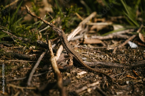 Closeup shot of a sand lizard (Lacerta agilis) photo
