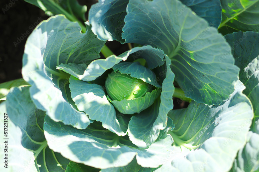 Fototapeta premium Cabbage grows in the garden. Agriculture. Healthy food concept. The cultivation of cabbage.