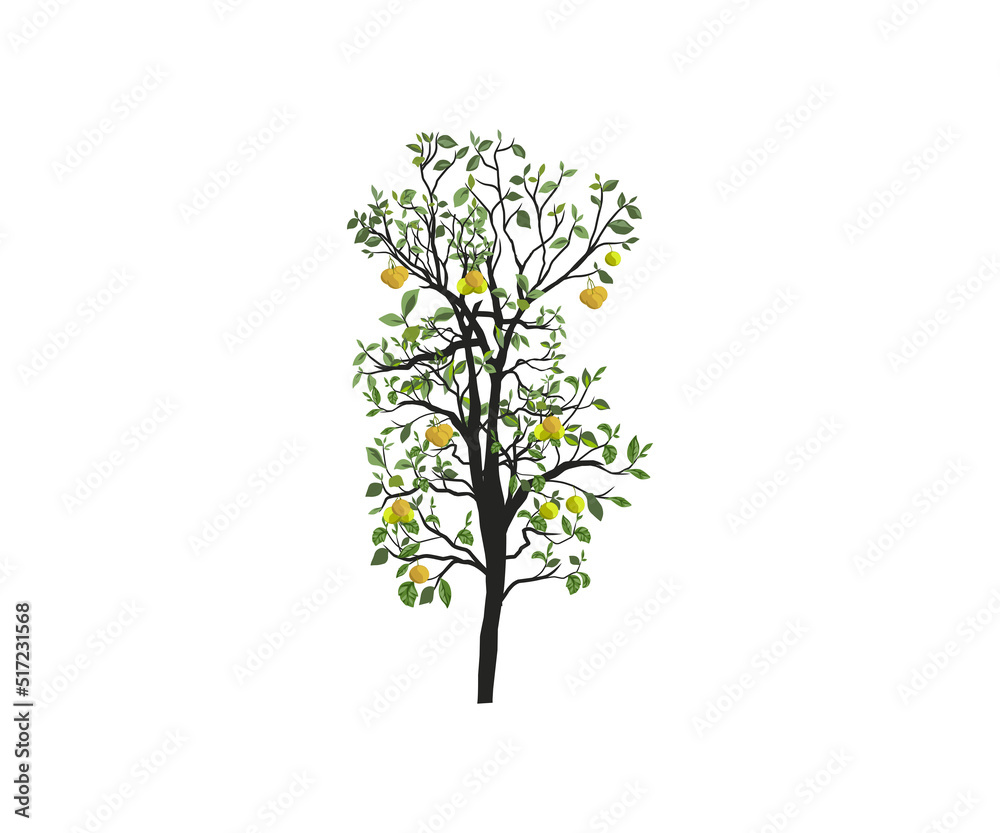 lemon tree vector illustration lemon tree vector illustration