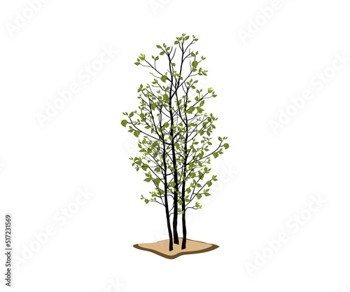 tree vector illustrations, tree with slender branches