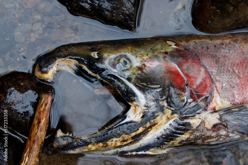 Close up of a dead salmon fish.