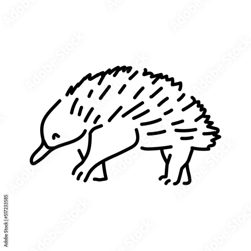 Australian echidna color line illustration. Animals of Australia