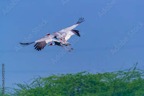 A Pair of Sarus Crane photo