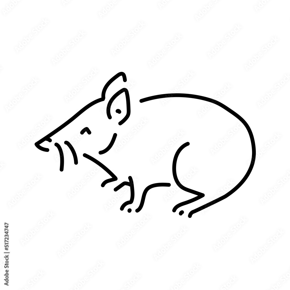 Proboscis couscous color line illustration. Animals of Australia Proboscis couscous color line illustration. Animals of Australia