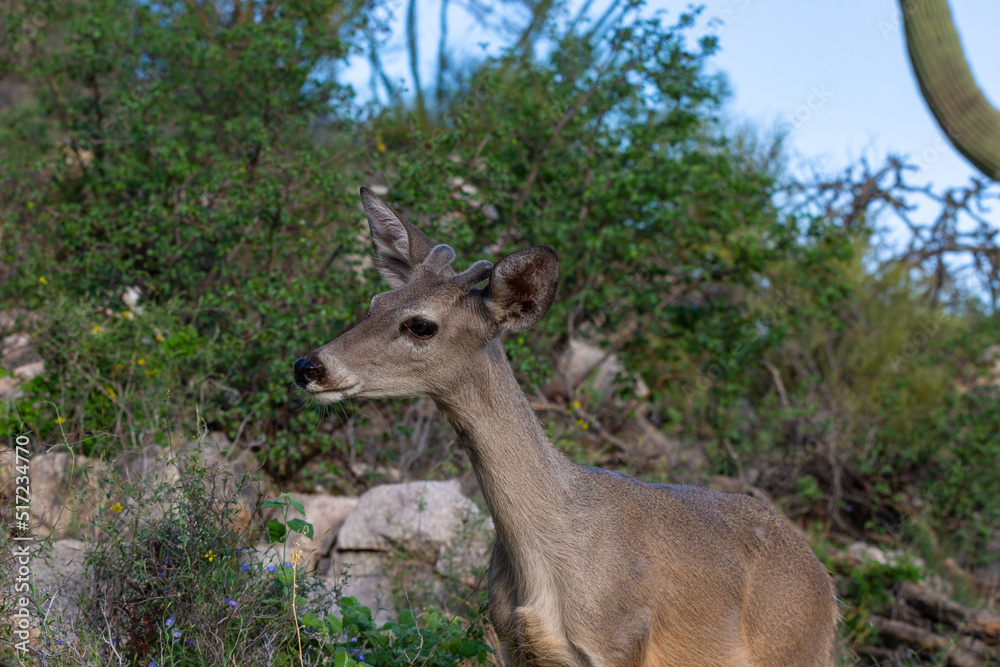 Male Coues whitetail deer, Odocoileus virginianus couesi, a young buck with velvet on his antlers foraging for food in the Sonoran Desert north of Tucson, Arizona, USA.