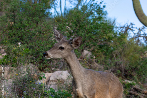 Fototapeta Naklejka Na Ścianę i Meble -  Male Coues whitetail deer, Odocoileus virginianus couesi, a young buck with velvet on his antlers foraging for food in the Sonoran Desert north of Tucson, Arizona, USA.