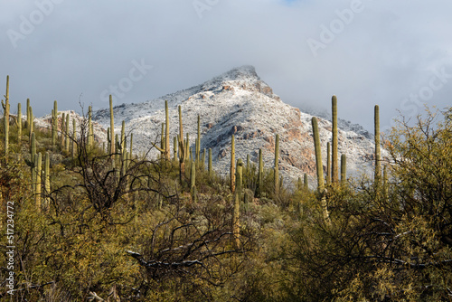 Snow in the sonoran desert photo