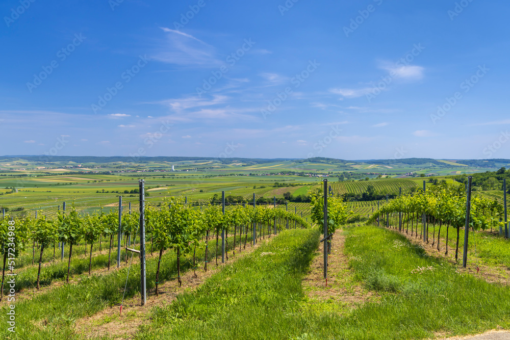 Vineyards near Mailberg, Lower Austria, Austria