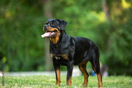 Rottweiler in a green summer park 