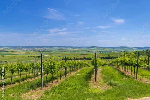 Vineyards near Mailberg  Lower Austria  Austria