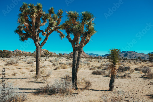 Joshua tree nature and landscape