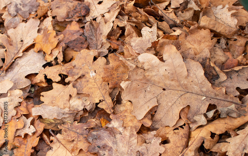 dry oak leaves in autumn