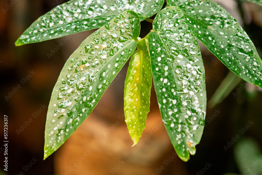 background of green leaves with drops