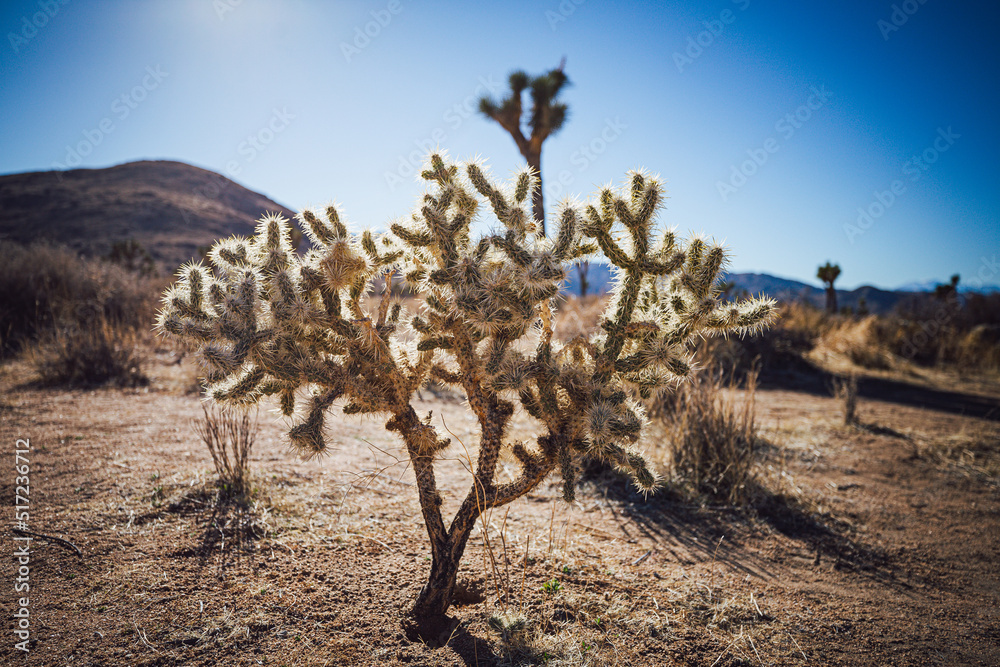 Joshua tree nature and landscape Joshua tree nature and landscape
