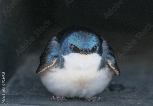 Closeup of a cute Tree Swallow with blue back and white belly photo