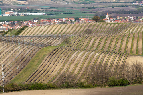 Vineyards under Palava near Bavory, Southern Moravia, Czech Republic photo