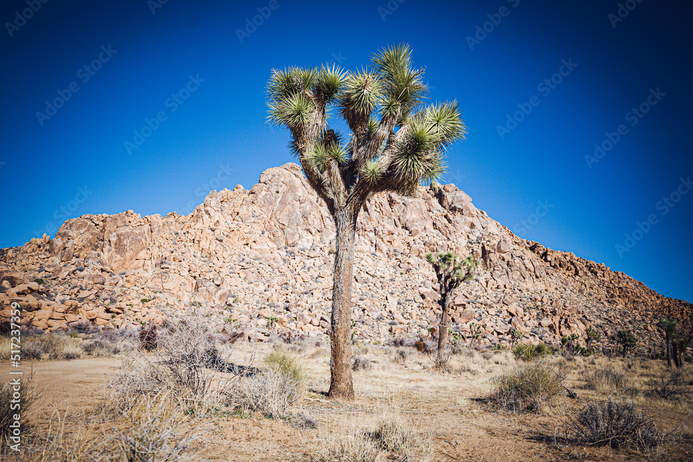 Joshua tree nature and landscape Joshua tree nature and landscape