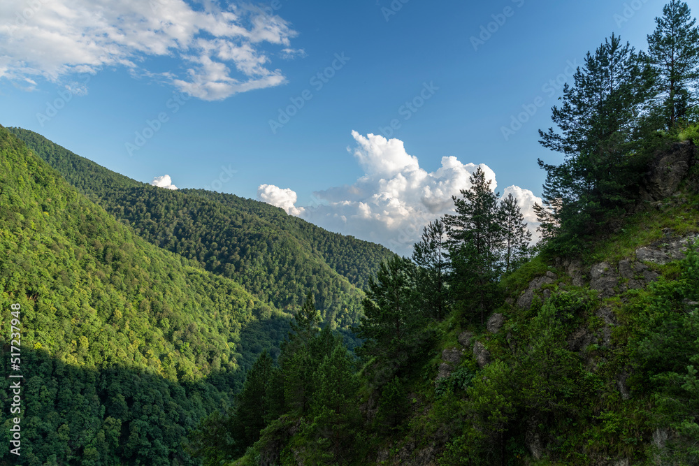 Beautiful forest landscape green hills in the mountains.