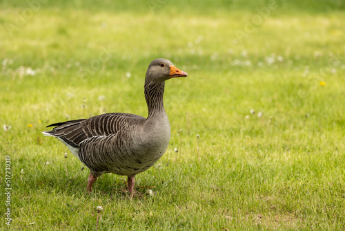 full body portrait of a grey lag  goose anser anser  on a meadow looking right copy space