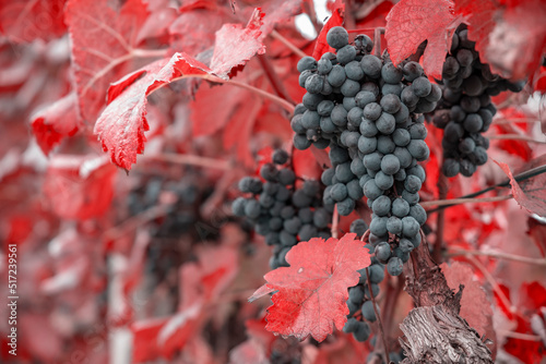 Blue grapes Alibernet in autumn vineyard, Southern Moravia, Czech Republic photo