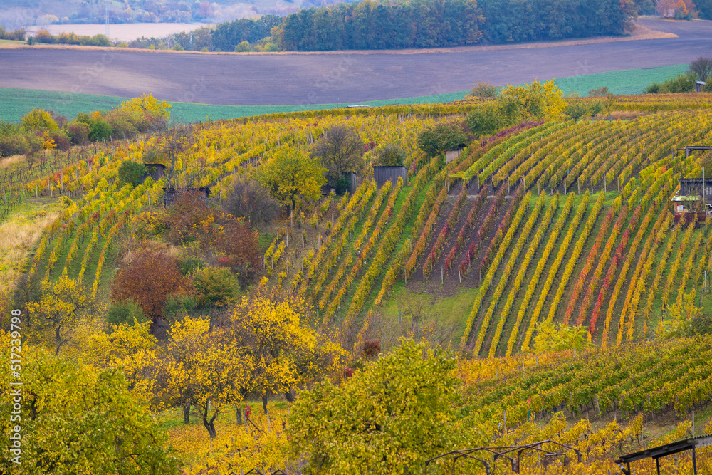 Autumn vineyard near Mutenice, Southern Moravia, Czech Republic