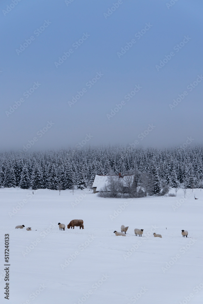 Naklejka premium Jizerka settlemen, parts village Korenov, Liberec region, Northern Bohemia, Czech Republic
