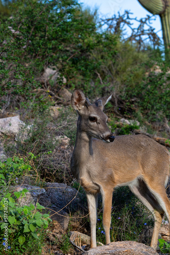 Male Coues whitetail deer, Odocoileus virginianus couesi, a young buck with velvet on his antlers foraging for food in the Sonoran Desert north of Tucson, Arizona, USA.