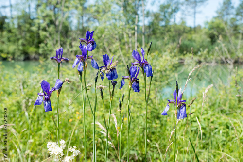 group of blooming iris siberica wildflowers in marsh landscape