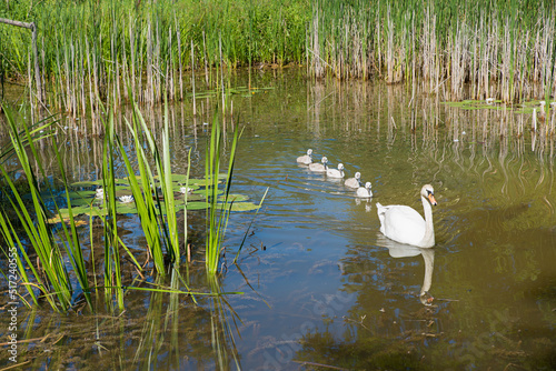 Fototapeta Naklejka Na Ścianę i Meble -  swan mum with 5 little young swans, swimming in a row in the pond