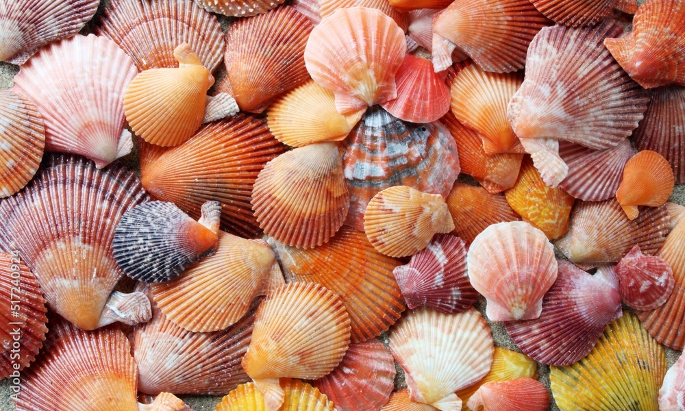 Shell Background Very Cool Shell Background Very Cool