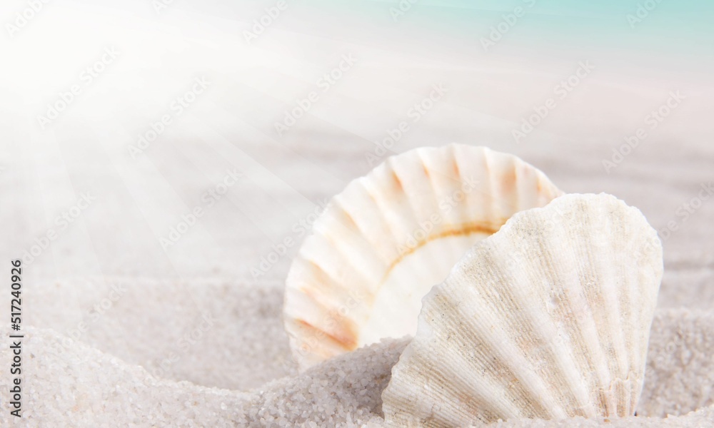 Shell Background Very Cool Shell Background Very Cool