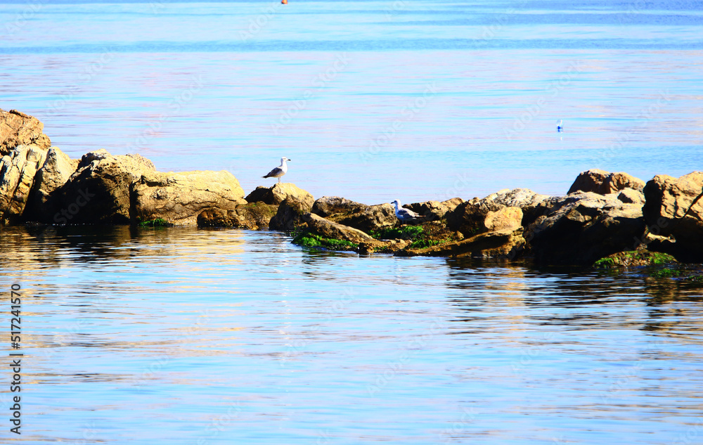 Cute seagull stands on rocks on sunny summer day.